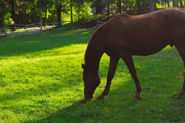 Closeup shot egy gyönyörű ló étkezési fű elmosódott természetes háttérrel — Stock Fotó