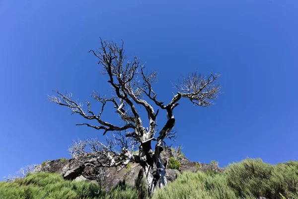Krásná střela z nahého stromu na kopci — Stock fotografie