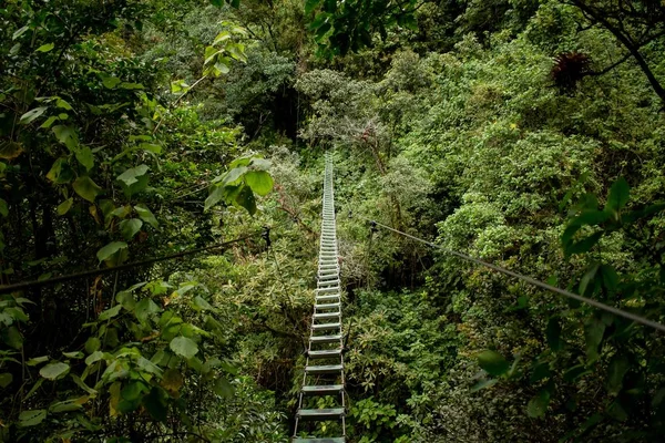 Dangerous bridge in a wild forest above the greenery — Stock Photo, Image