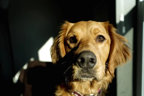 Крупним планом постріл красивий внутрішній Золотий ретрівер тип собаки всередині темній кімнаті — стокове фото