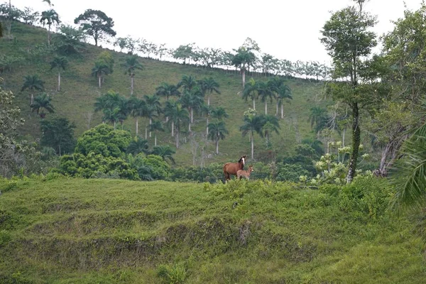 Dwa konie stojące na trawiastej wzgórzu w odległości z drzewami w tle w Republice Dominikany — Zdjęcie stockowe