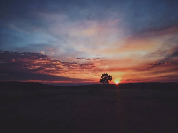 Travnaté pole se stromem v dálce při západu slunce — Stock fotografie