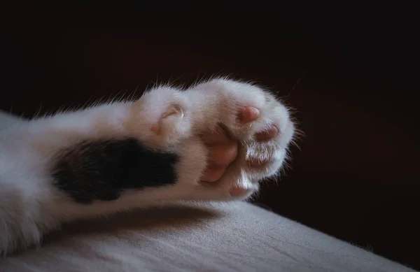 Closeup of a cats paw with blurred dark background — Stock Photo, Image