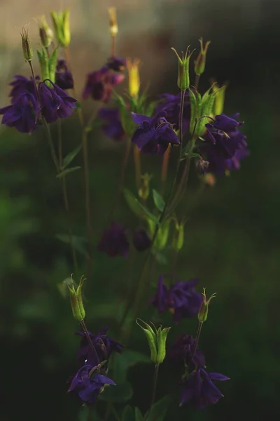 Hermosas lilas en un campo —  Fotos de Stock