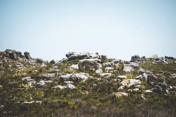 Beautiful shot of Grevy's zebra on rocky hills — 스톡 사진