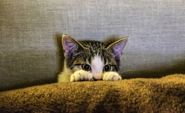 Primer plano de un lindo gatito detrás de una manta con un fondo textil marrón — Foto de Stock