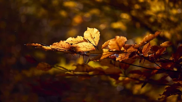 Closeup shot of beautiful golden leaves on a branch with a blurred background — Stock Photo, Image
