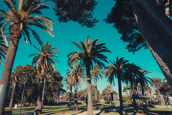 Beautiful palm trees near a beach — Stock Photo, Image