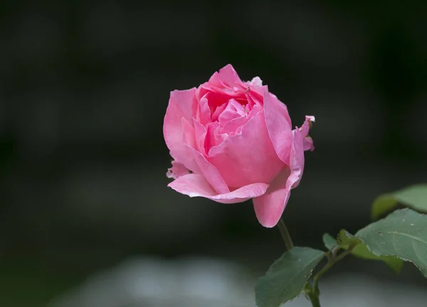 Rosa rosa — Fotografia de Stock