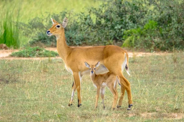 Gros plan d'un bébé cerf debout près de sa mère avec un fond naturel flou — Photo