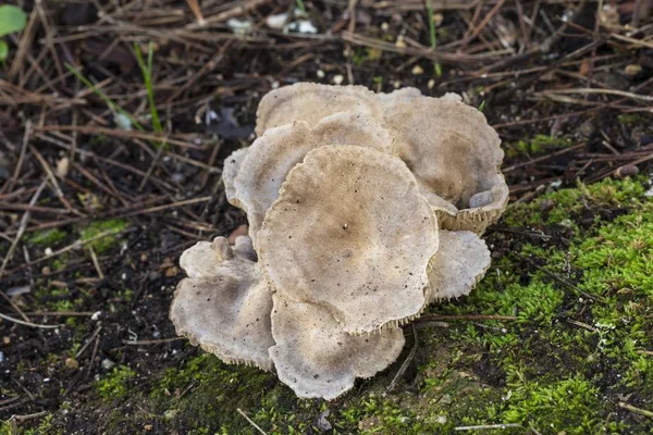 Cluster of Lyophyllum loricatum fungi — Stock Photo, Image