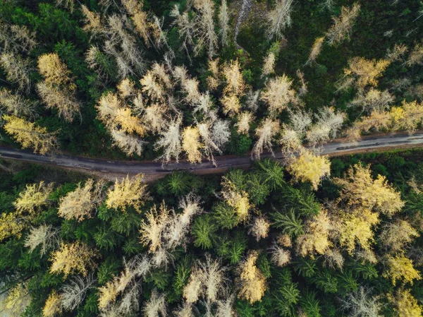 Тонкая Узкая Дорога Лесу Снятая Воздуха — стоковое фото