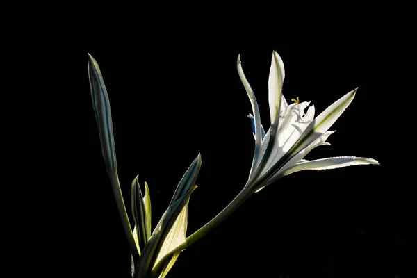 Sea daffodil, Pancratium maritimum. — Stok fotoğraf