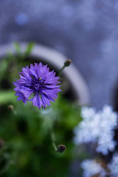 Primer plano plano de una hermosa flor lila con un fondo natural borroso — Foto de Stock