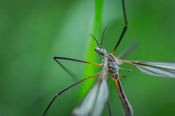 Extremo close-up tiro de uma libélula sentado em uma planta em uma floresta — Fotografia de Stock