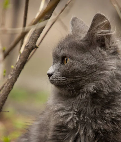 Un lindo gato gris jugando en el patio —  Fotos de Stock