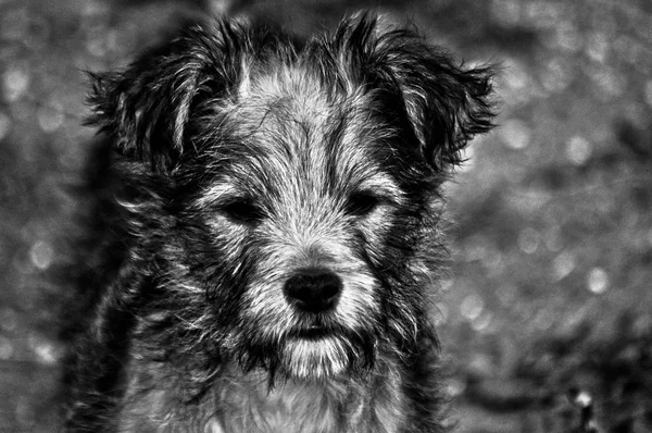 Preto e branco close-up de um filhote de cachorro — Fotografia de Stock