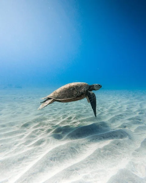 Piękne zbliżenie strzał Kemp Ridley morski żółw pływanie podwodne — Zdjęcie stockowe