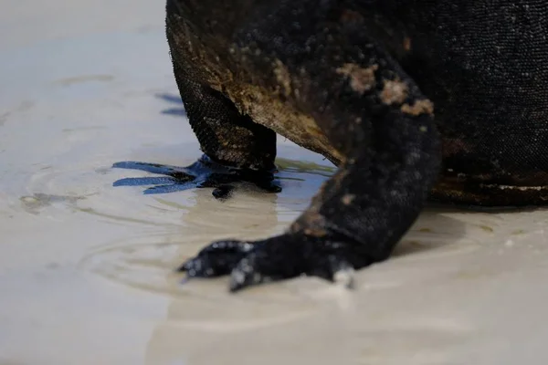 Nahaufnahme von Komodo-Drachenfüßen im Wasser — Stockfoto