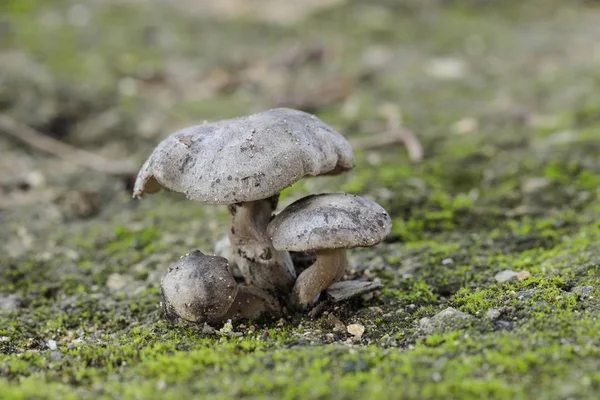 Пучок из трех грибов Lyophyllum littorina — стоковое фото