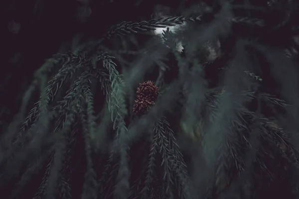 Beau cône de pin sur un pin dans une forêt — Photo