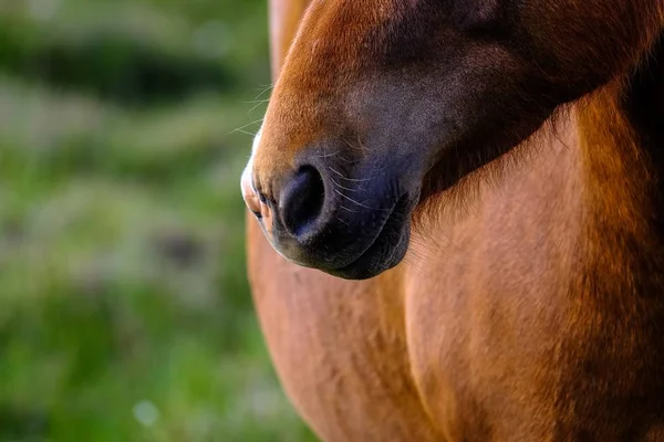 Poza de aproape a nasului calului cu un fundal natural încețoșat — Fotografie, imagine de stoc