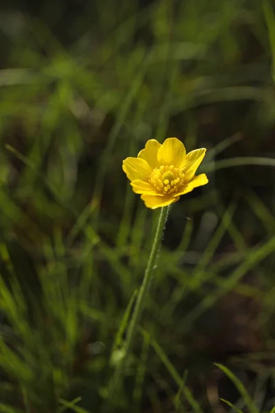 Höst Butter Cup, gyllene knapp, Ranunculus bullatus — Stockfoto