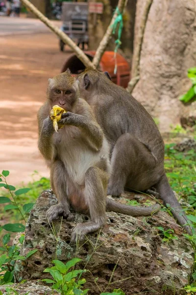 Dorosły Makak małpa wielozadaniowość. Na poszukiwania podczas jedzenia Banana. — Zdjęcie stockowe