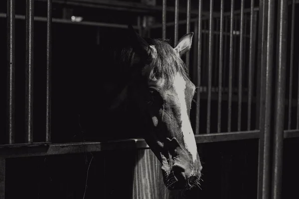 Closeup cinza escala tiro de um belo cavalo em uma gaiola de metal — Fotografia de Stock