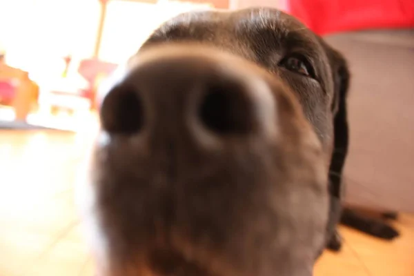 Cute closeup shot of the face of a brown dog — Stock Photo, Image