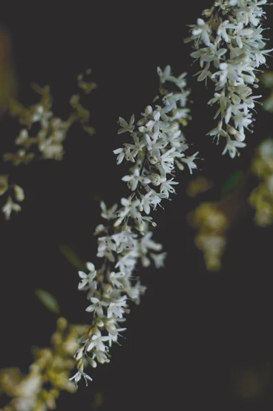 Крупним планом красива гілка білих квітів з розмитим природним фоном — стокове фото