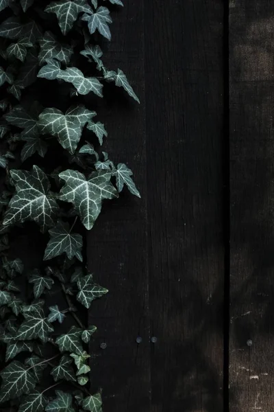 Листя темної дерев'яної стіни — стокове фото