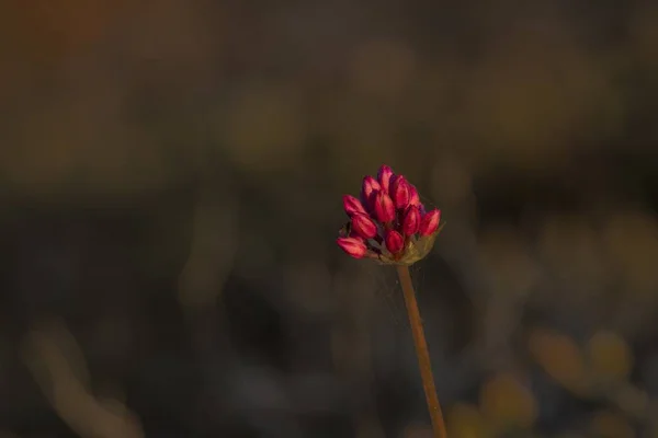 Umbel of Allium amethystninum, round-headed leek,