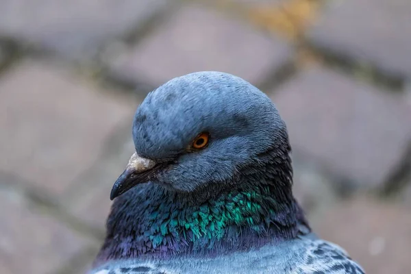 Closeup, snímek holuba s rozostřeného pozadím — Stock fotografie