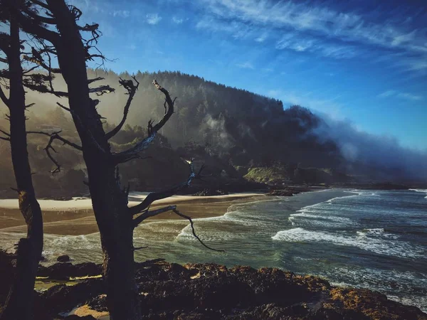 Beautiful Shot Two Trees Beach Mountain Fog Background — ストック写真