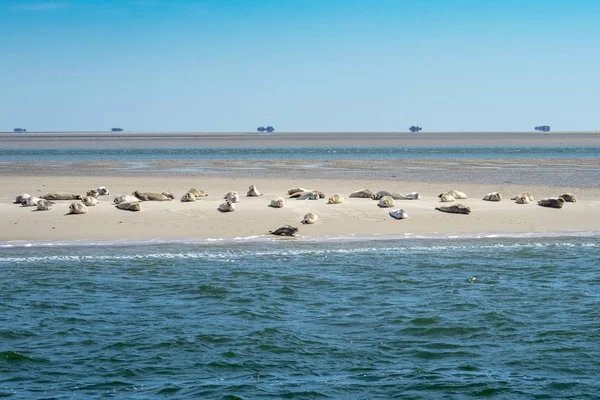 Weitwinkelaufnahme von wilden, niedlichen Robben in einer Herde, die an der Küste eines Sandstrandes ruht — Stockfoto