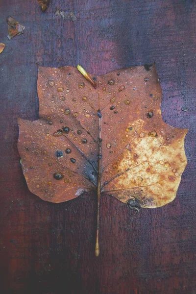 木製の表面に落ちた葉のクローズアップショット — ストック写真