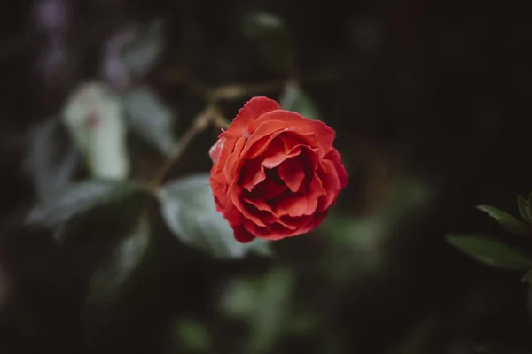 Jedna větev divoké růže — Stock fotografie