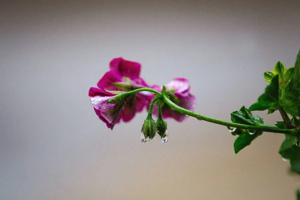 Closeup shot egy rózsaszín virág vízcseppek a rügyek — Stock Fotó