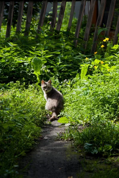 Foto vertical de un gato parado en medio de plantas con un fondo natural en un día soleado —  Fotos de Stock