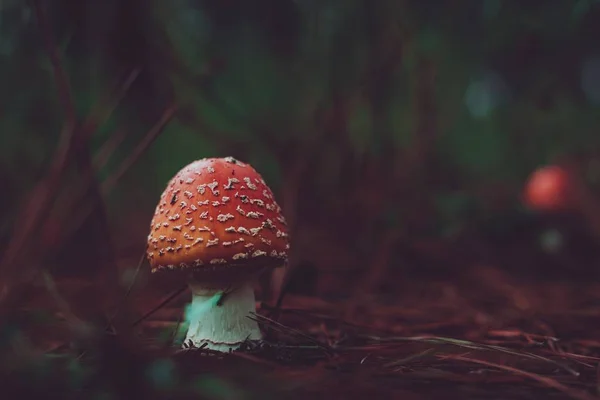 Brzoskwiniowy Mucha Agaric — Zdjęcie stockowe