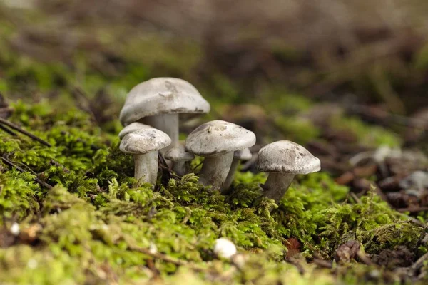 Csomó Atractosporocybe inornata gomba — Stock Fotó