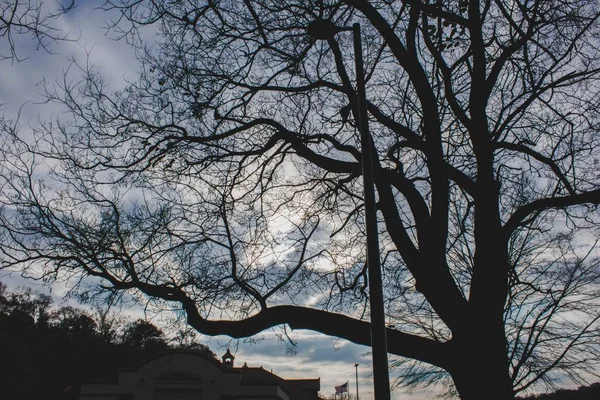 Un deprimente árbol solitario sin hojas — Foto de Stock
