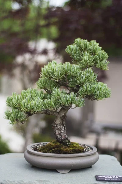 Vertical closeup shot of a green bonsai plant in a pot — Stock Photo, Image