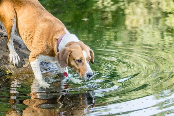 Companion dog drinking water from a lake in a forest