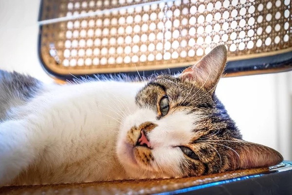 Крупный план милой кошки, лежащей на стуле и смотрящей на камеру с размытым фоном — стоковое фото