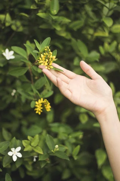 Foto vertical de una hembra tocando una flor amarilla con fondo natural borroso — Foto de Stock