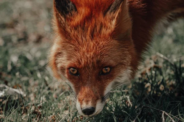 Красивий крупним планом знімок коричневої лисиці — стокове фото
