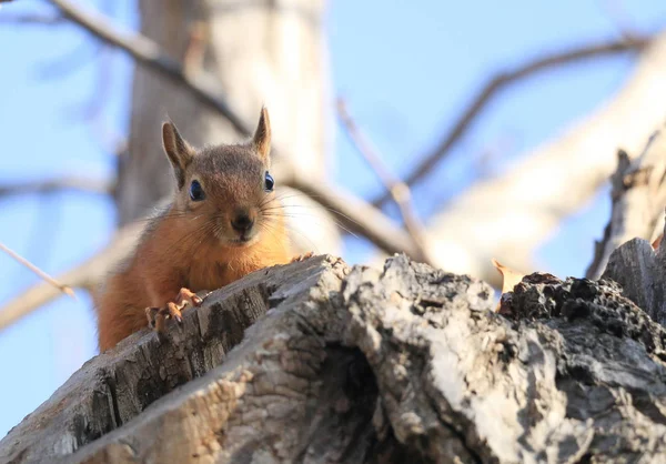 A wild squirrel — Stock Photo, Image