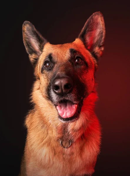 Κάθετη πορτρέτο ενός εσωτερικού χαριτωμένο γερμανικό ποιμενικό τύπος σκύλου σε σκούρο κόκκινο φόντο — Φωτογραφία Αρχείου